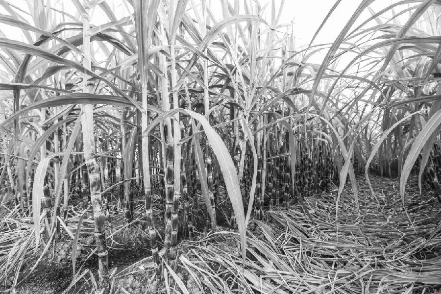 期货大师史瓦格:14种常见的期货基本面分析谬误-RB螺纹钢期货交易网