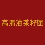 高清油菜籽图片，欣赏优美田园风光！-RB螺纹钢期货交易网